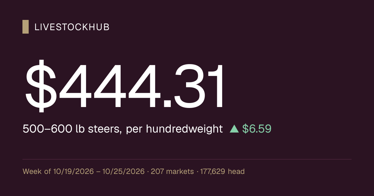 Cattle Market Prices by State | LivestockHub
